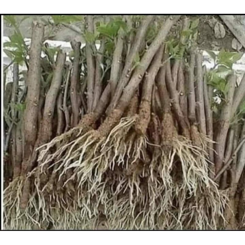 Phân bón kích bật mầm, kích ra rễ cực mạnh 🥰phục hồi cây yếu, cây mới trồng hiệu quả cao