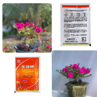 Chất làm lùn, mập cây, xanh lá cho cây trồng, hoa  mười giờ và cây cảnh