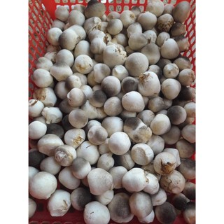 Dinh Dưỡng Xịt Nấm Rơm HVP