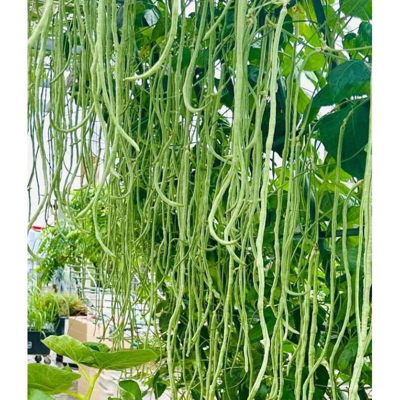 🍀Hạt Giống Đậu Đũa Tím🍀 Siêu Quả Gói 10 Gam Hạt cực kỳ năng suất