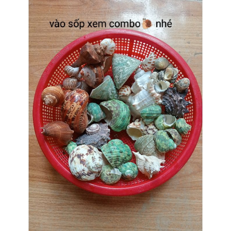 vỏ ốc rỗng dùng trang trí bể thủy sinh hay dùng cho ốc mượn hồn thay vỏ ...