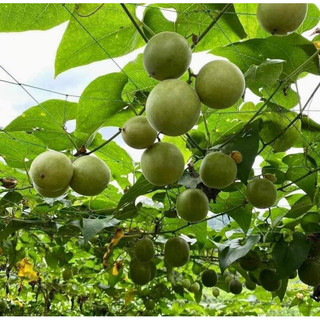 Sỉ 1Kg Quả La Hán Khô [GIÁ TẠI KHO] Quả To Đều, Già Không Bị Vỡ
