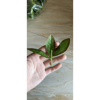 1kg Hoa mai đào - Hoa giả
