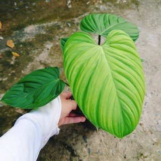 Cây Trầu Bà Philodendron Fuzzy - cây cảnh trong nhà trang trí sang trọng tạo không gian xanh