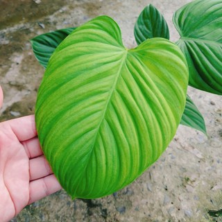 Cây Trầu Bà Philodendron Fuzzy - cây cảnh trong nhà trang trí sang trọng tạo không gian xanh