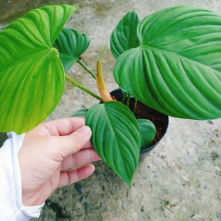 Cây Trầu Bà Philodendron Fuzzy - cây cảnh trong nhà trang trí sang trọng tạo không gian xanh