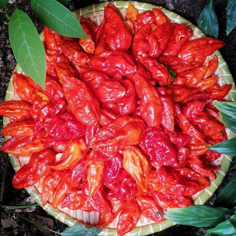 Ớt Trung Đoàn Mường Tè Lai Châu siêu cay 200g/500g/1000g
