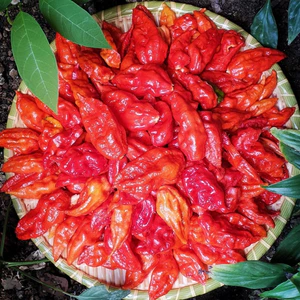 Ớt Trung Đoàn Mường Tè Lai Châu siêu cay 200g/500g/1000g