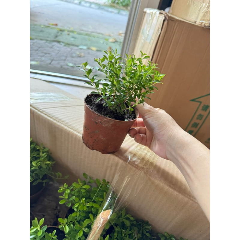 Bình Thuỷ Tinh trồng cây tiểu diệp xích nam terrarium, tiểu cảnh
