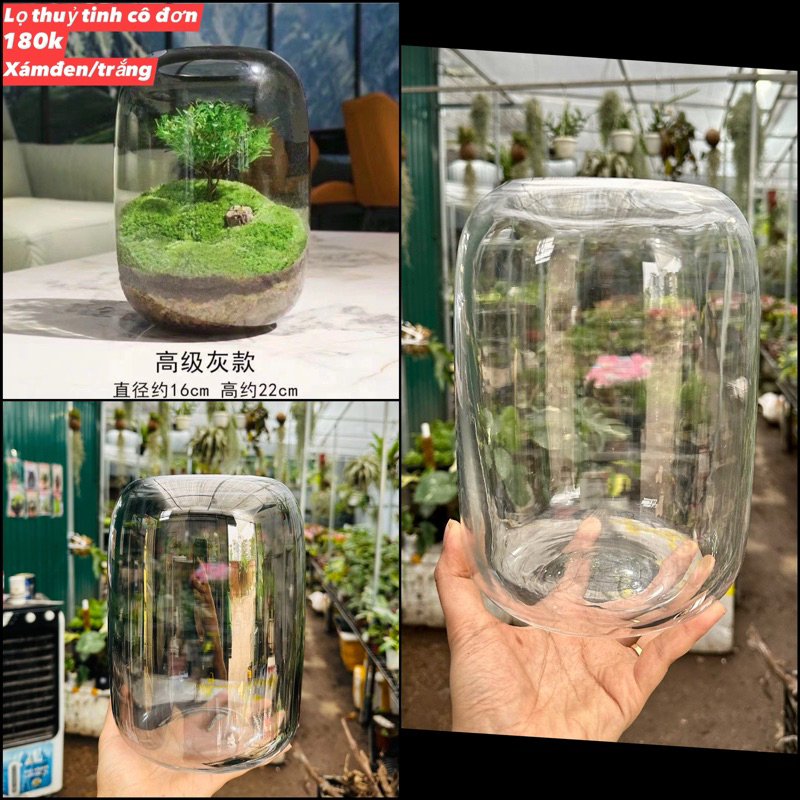 Bình Thuỷ Tinh trồng cây tiểu diệp xích nam terrarium, tiểu cảnh