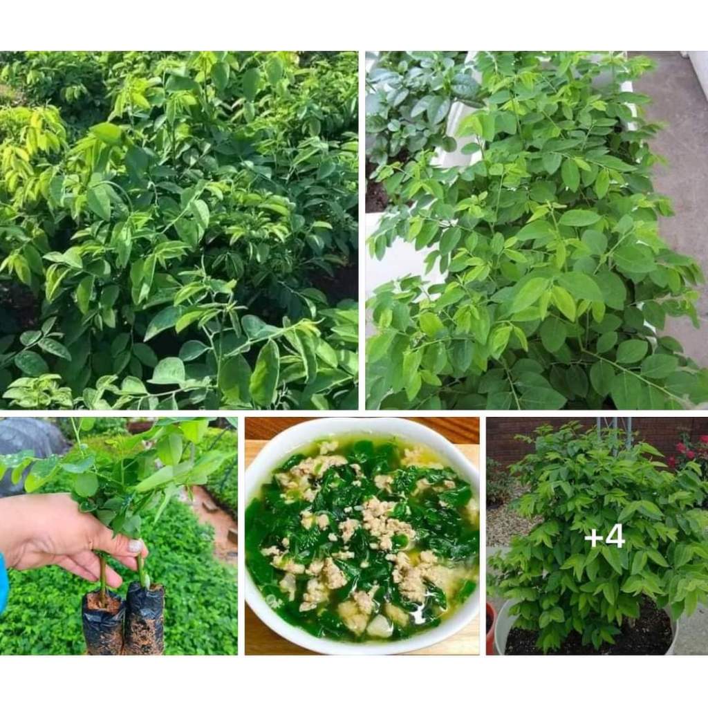 Cây giống rau ngót ta chuẩn lá giòn siêu ngọn | Shopee Việt Nam
