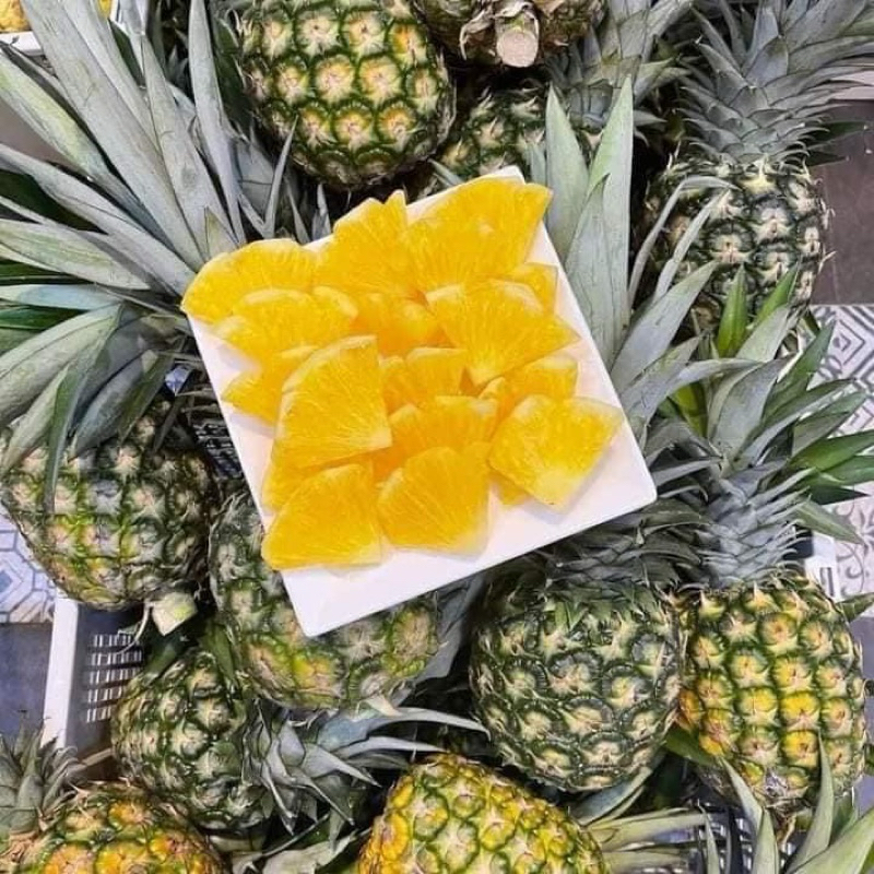[ Giá Sỉ ] Combo 100 KHÓM DỨA MẬT MD2 Chuẩn giống ( không gai) | Shopee ...