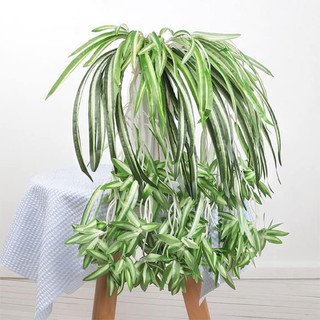 Cây lan chi rủ ( cây cỏ nhện) - cây hoa giả