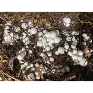 COMBO Meo Nấm Rơm Thần Nông (550g/meo) - Tặng Kĩ Thuật Trồng Nấm