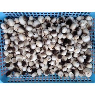 Combo 15 Meo Nấm Rơm Thần Nông (550g/meo) - Tặng Kĩ Thuật Trồng Nấm