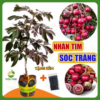 Cây Nhãn Tím Sóc Trăng THIỆN FARM 60cm, quả tím đẹp mắt, vị ngọt thơm lừng, trồng chậu, thùng xốp