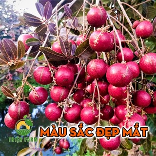 Cây Nhãn Tím Sóc Trăng THIỆN FARM 60cm, quả tím đẹp mắt, vị ngọt thơm lừng, trồng chậu, thùng xốp