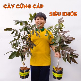 Cây Nhãn Tím Sóc Trăng THIỆN FARM 60cm, quả tím đẹp mắt, vị ngọt thơm lừng, trồng chậu, thùng xốp