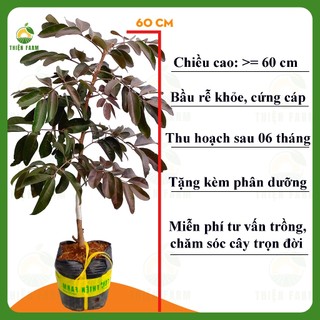 Cây Nhãn Tím Sóc Trăng THIỆN FARM 60cm, quả tím đẹp mắt, vị ngọt thơm lừng, trồng chậu, thùng xốp