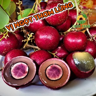 Cây Nhãn Tím Sóc Trăng THIỆN FARM 60cm, quả tím đẹp mắt, vị ngọt thơm lừng, trồng chậu, thùng xốp