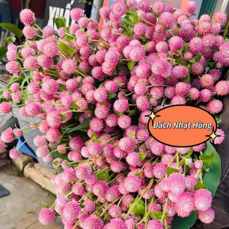 200 hạt giống hoa bách nhật màu hồng ❤️Siêu Xinh❤️ rất dễ trồng