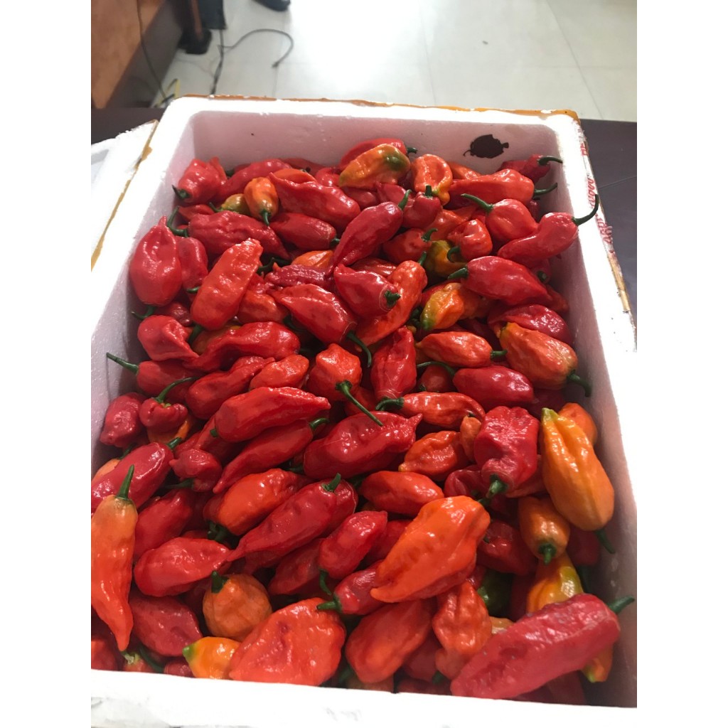 Quả Ớt Trung Đoàn Mường Tè Lai Châu tươi