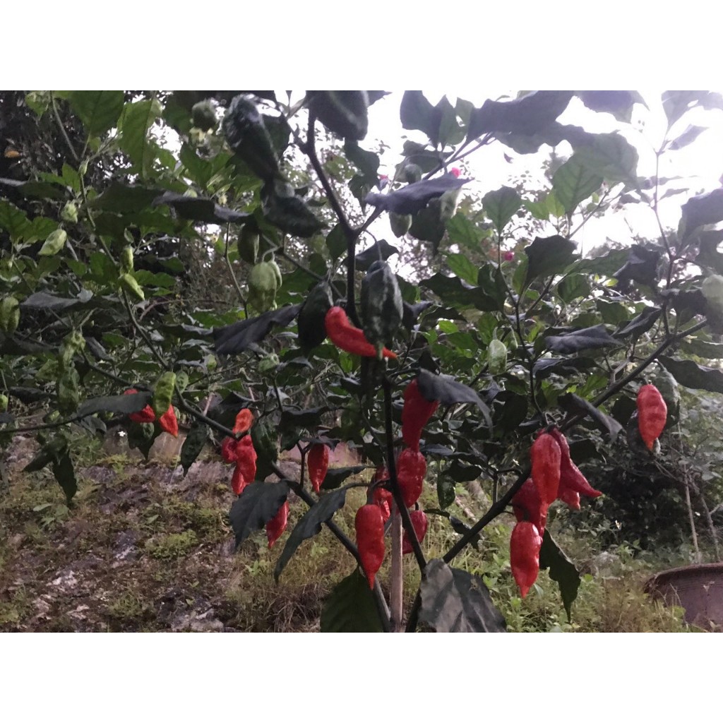 Quả Ớt Trung Đoàn Mường Tè Lai Châu tươi