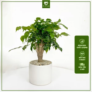 Chậu Cây Hạnh Phúc Thân Gỗ Gốc To để bàn phong thuỷ trang trí nội thất, decor quán cafe không gian sống