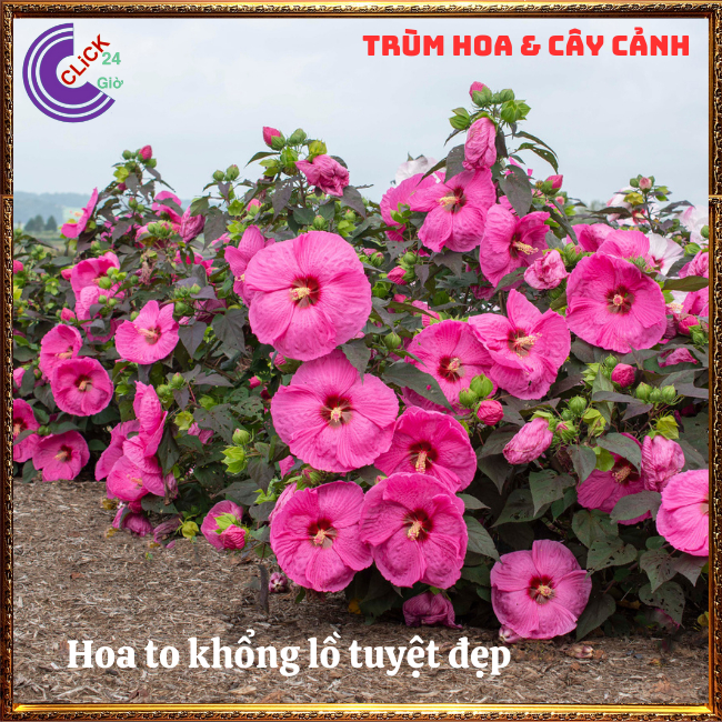 Chậu hoa râm bụt đại lợi khổng lồ đại hồng hoa siêu to rất đẹp⏰ TRÙM ...