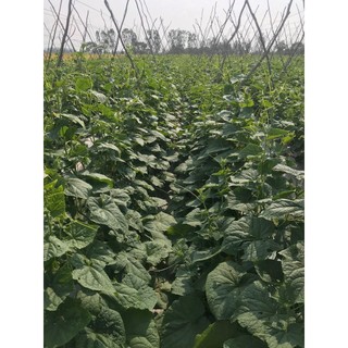 10 gói combi thailand FUGO VIETNAM 25g/gói