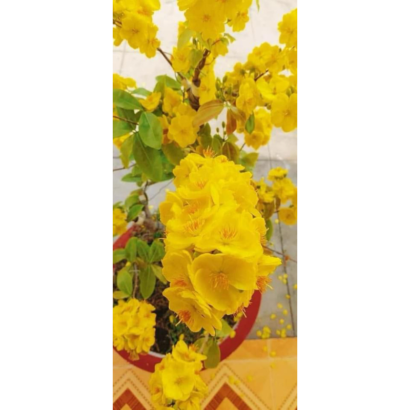 Hoa mai dảo Như Ý_cây ghép chuẩn