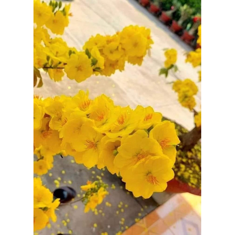 Hoa mai dảo Như Ý_cây ghép chuẩn