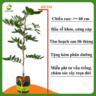Cây Nhãn Xuồng Vàng THIỆN FARM 60cm, quả to, cơm dày, thịt mềm ngọt đậm, trồng chậu, thùng xốp