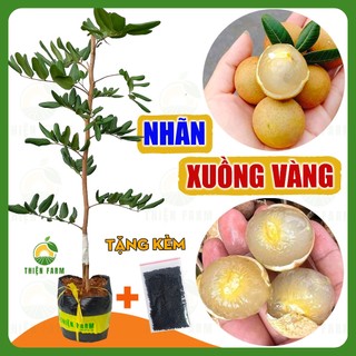 Cây Nhãn Xuồng Vàng THIỆN FARM 60cm, quả to, cơm dày, thịt mềm ngọt đậm, trồng chậu, thùng xốp