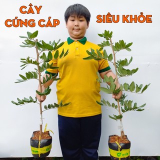 Cây Nhãn Xuồng Vàng THIỆN FARM 60cm, quả to, cơm dày, thịt mềm ngọt đậm, trồng chậu, thùng xốp