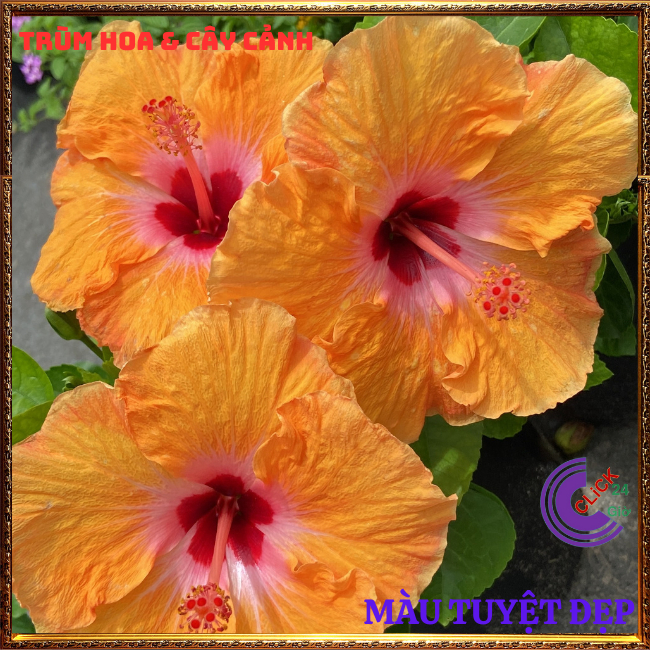 Chậu hoa râm bụt vàng mơ cánh đơn bông bụp thái đại hồng hoa cẩm quỳ⏰TRÙM HOA VÀ CÂY CẢNH