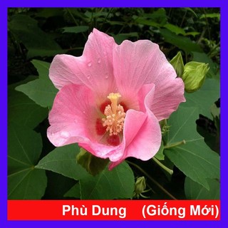Cây Hoa Phù Dung (Giống Mới Cánh Đơn) - hoa đổi màu