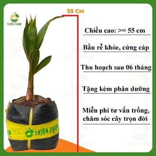 Cây Dừa Xiêm Đỏ Mã Lai THIỆN FARM 55cm, mau cho trái, nhiều trái, nhiều nước, vị ngọt thanh mát