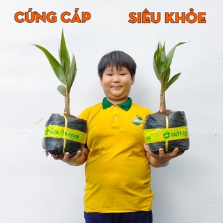 Cây Dừa Xiêm Đỏ Mã Lai THIỆN FARM 55cm, mau cho trái, nhiều trái, nhiều nước, vị ngọt thanh mát