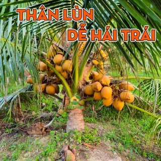 Cây Dừa Xiêm Đỏ Mã Lai THIỆN FARM 55cm, mau cho trái, nhiều trái, nhiều nước, vị ngọt thanh mát