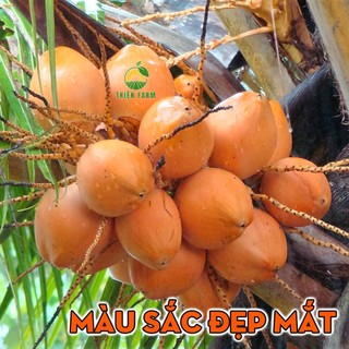 Cây Dừa Xiêm Đỏ Mã Lai THIỆN FARM 55cm, mau cho trái, nhiều trái, nhiều nước, vị ngọt thanh mát