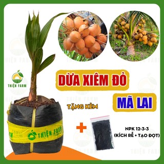 Cây Dừa Xiêm Đỏ Mã Lai THIỆN FARM 55cm, mau cho trái, nhiều trái, nhiều nước, vị ngọt thanh mát