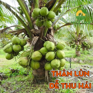 Cây Dừa Dứa THIỆN FARM 55cm, vị ngọt thanh, hương dứa thơm mát, mau cho trái, nhiều nước