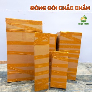Cây Dừa Dứa THIỆN FARM 55cm, vị ngọt thanh, hương dứa thơm mát, mau cho trái, nhiều nước