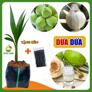 Cây Dừa Dứa THIỆN FARM 55cm, vị ngọt thanh, hương dứa thơm mát, mau cho trái, nhiều nước