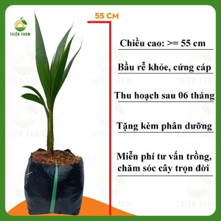 Cây Dừa Dứa THIỆN FARM 55cm, vị ngọt thanh, hương dứa thơm mát, mau cho trái, nhiều nước