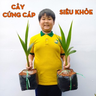 Cây Dừa Dứa THIỆN FARM 55cm, vị ngọt thanh, hương dứa thơm mát, mau cho trái, nhiều nước