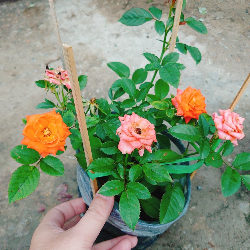 Hoa Hồng Tezza Cam - cây siêng hoa màu sắc đẹp rực rỡ