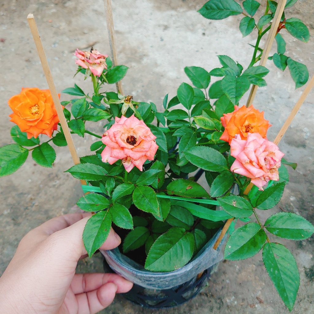 Hoa Hồng Tezza Cam - cây siêng hoa màu sắc đẹp rực rỡ