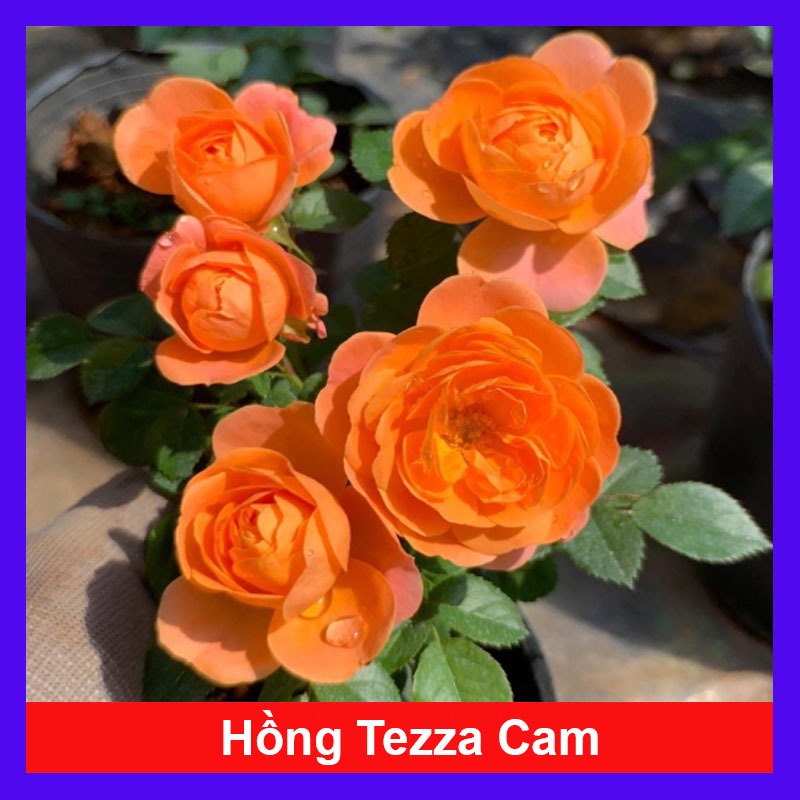 Hoa Hồng Tezza Cam - cây siêng hoa màu sắc đẹp rực rỡ